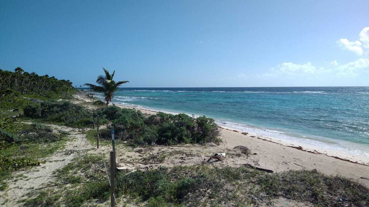 a peaceful beach scene featuring palm trees sandy shoreline and calm turquoise ocean waves under a clear blue sky