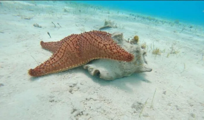 a vibrant orange starfish resting on a conch shell on the sandy ocean floor