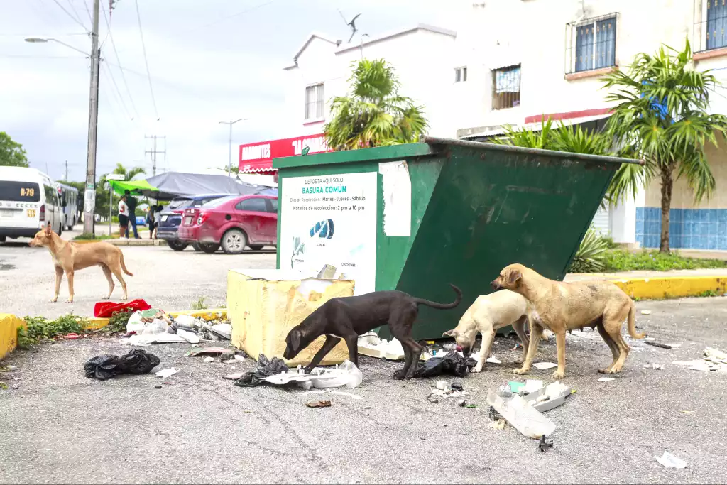 a group of stray dogs rummaging through trash near a dumpster on an urban street