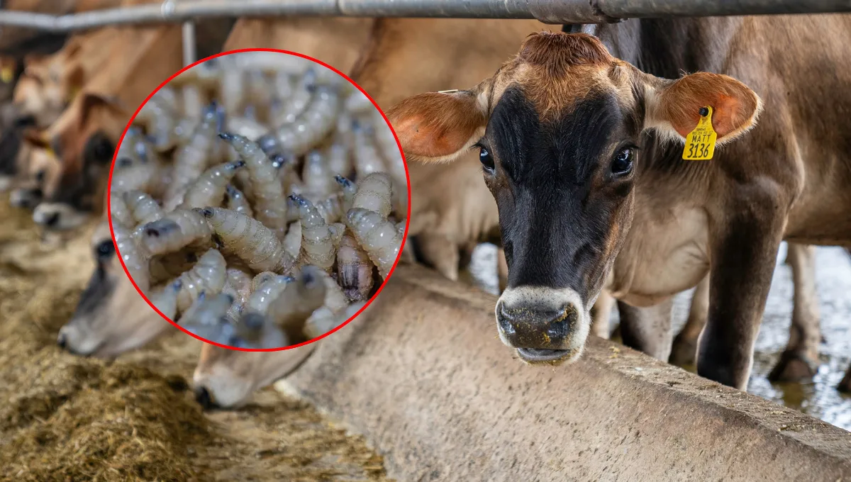 A close-up of insect larvae surrounded by dairy cows in a farm setting.$# CAPTION