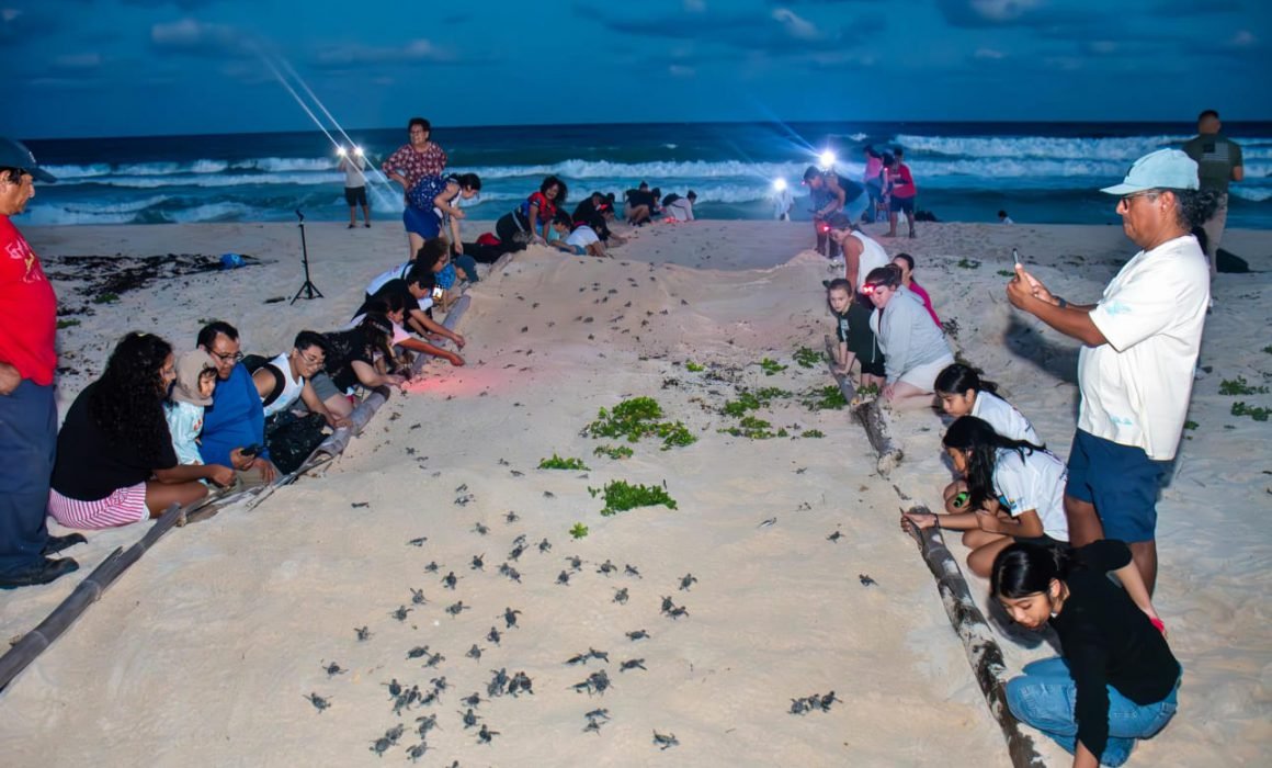 A group of people participating in a turtle release event on the beach at dusk, with baby turtles being guided towards the ocean while others observe.$
