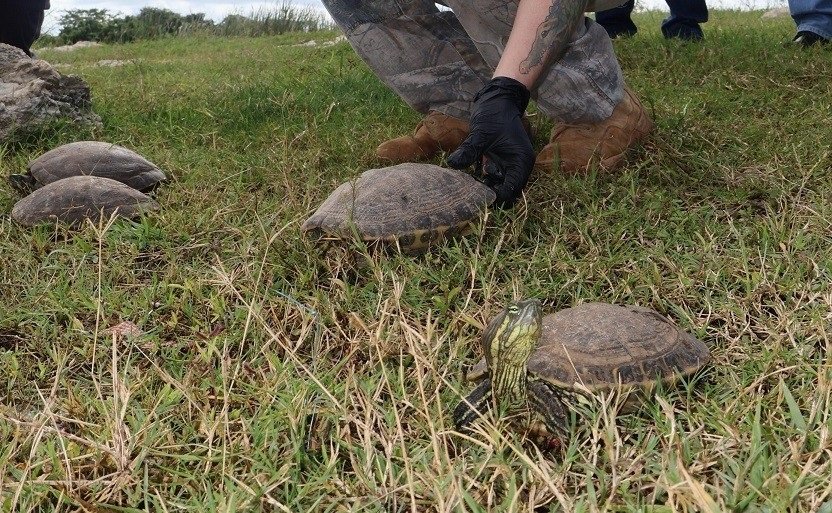A person wearing gloves holds a turtle while several others are resting on the grass nearby.$# CAPTION