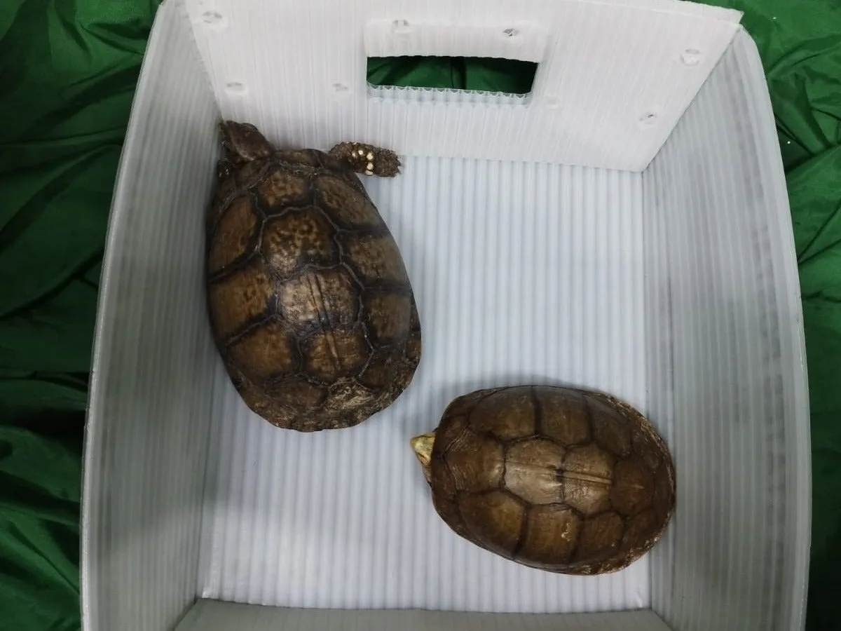 Two turtles resting in a white box on a green background.$# CAPTION