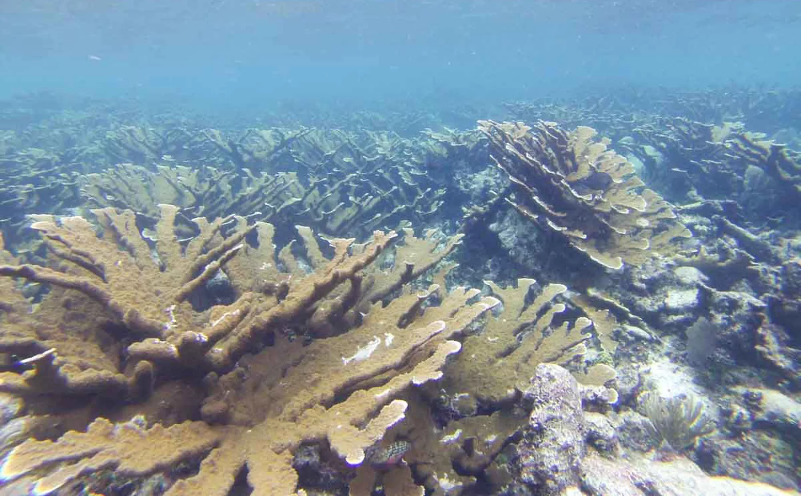 An underwater view showcasing a vibrant coral reef with various formations of coral structures.$# CAPTION