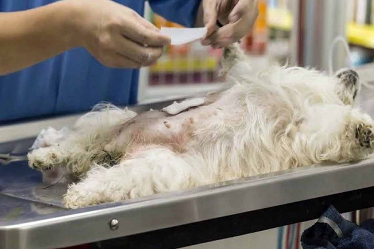 A small white dog lying on a veterinary examination table, receiving treatment. A veterinarian is holding a swab near the dog's abdomen.
