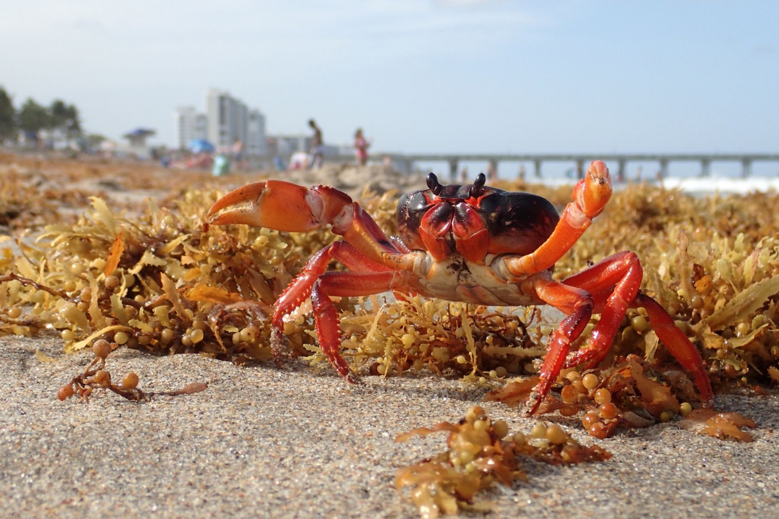 A colorful crab standing on the sandy beach among seaweed, with ocean and buildings in the background.$# CAPTION