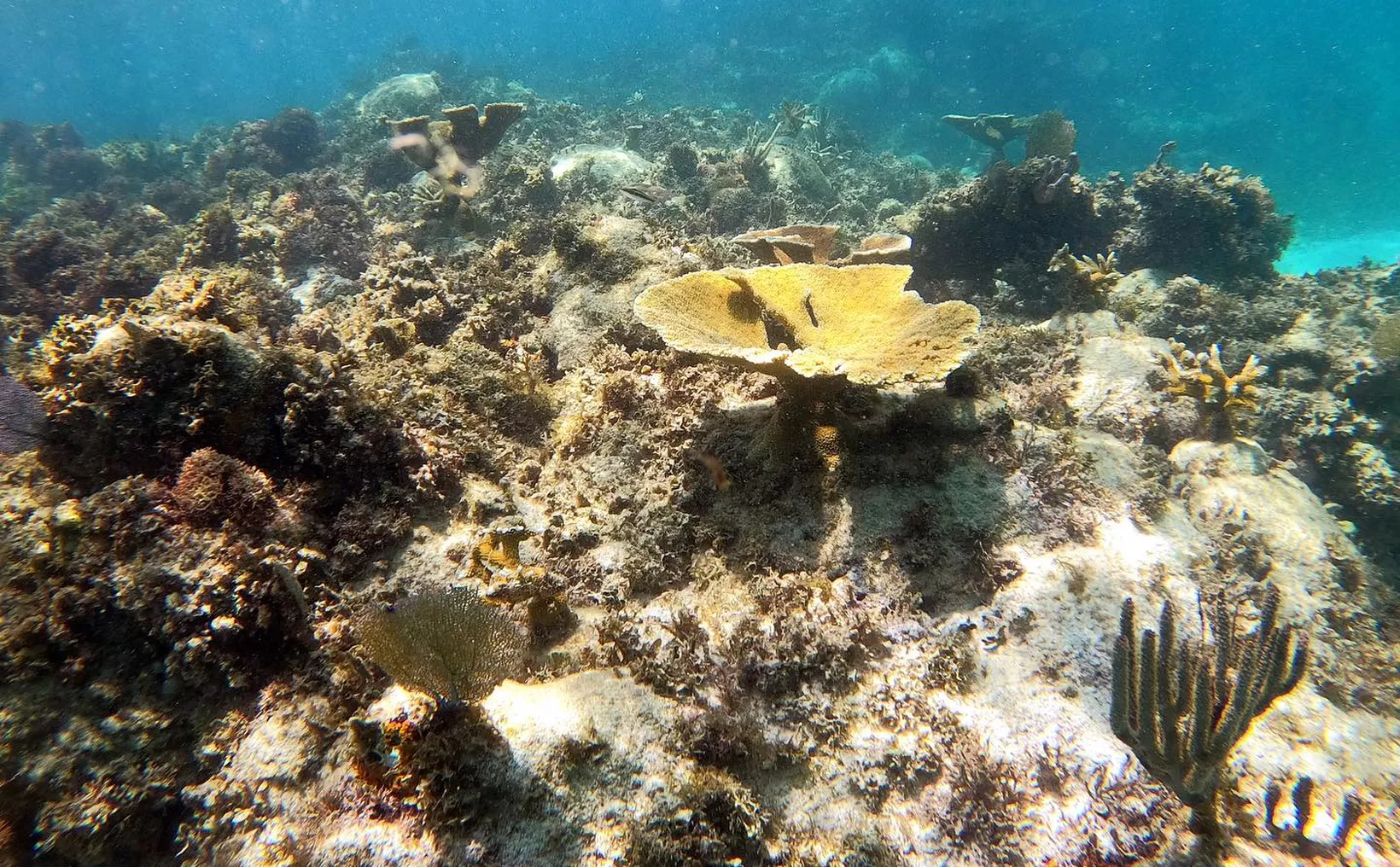 An underwater view of a coral reef featuring various coral formations and marine life.