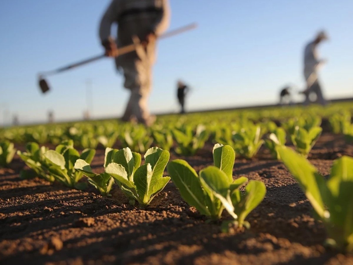 Close-up view of young green plants in a field, with blurred figures of workers in the background.