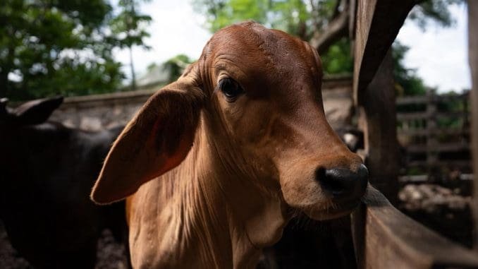 a close-up of a young calf with a curious expression inside a barn-07112025