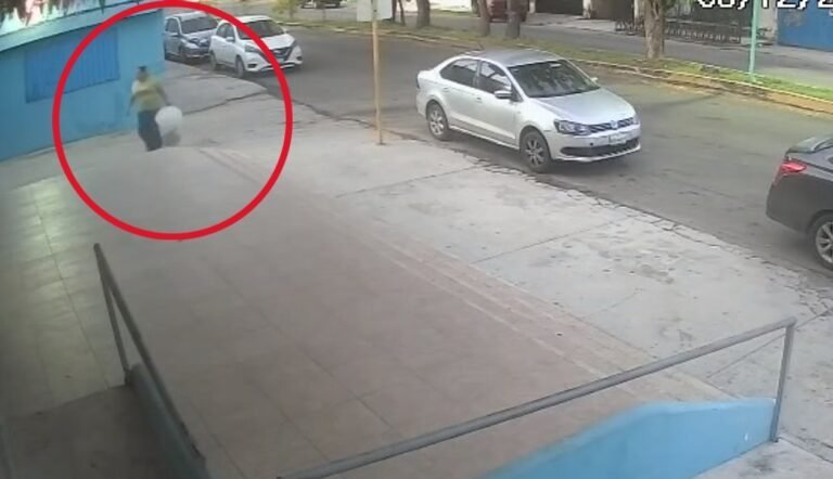 Two abandoned cats at the entrance of Guadalupe Sanctuary in Chetumal