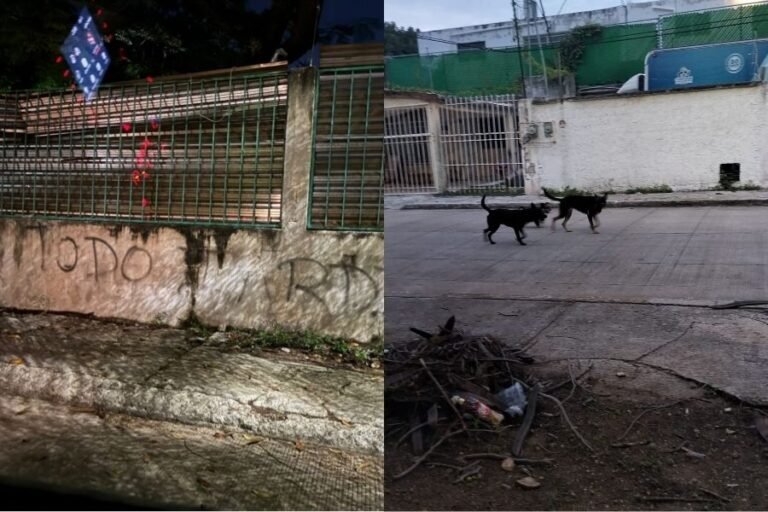 Two abandoned dogs wandering streets of Cancún after owners fled extortion threats