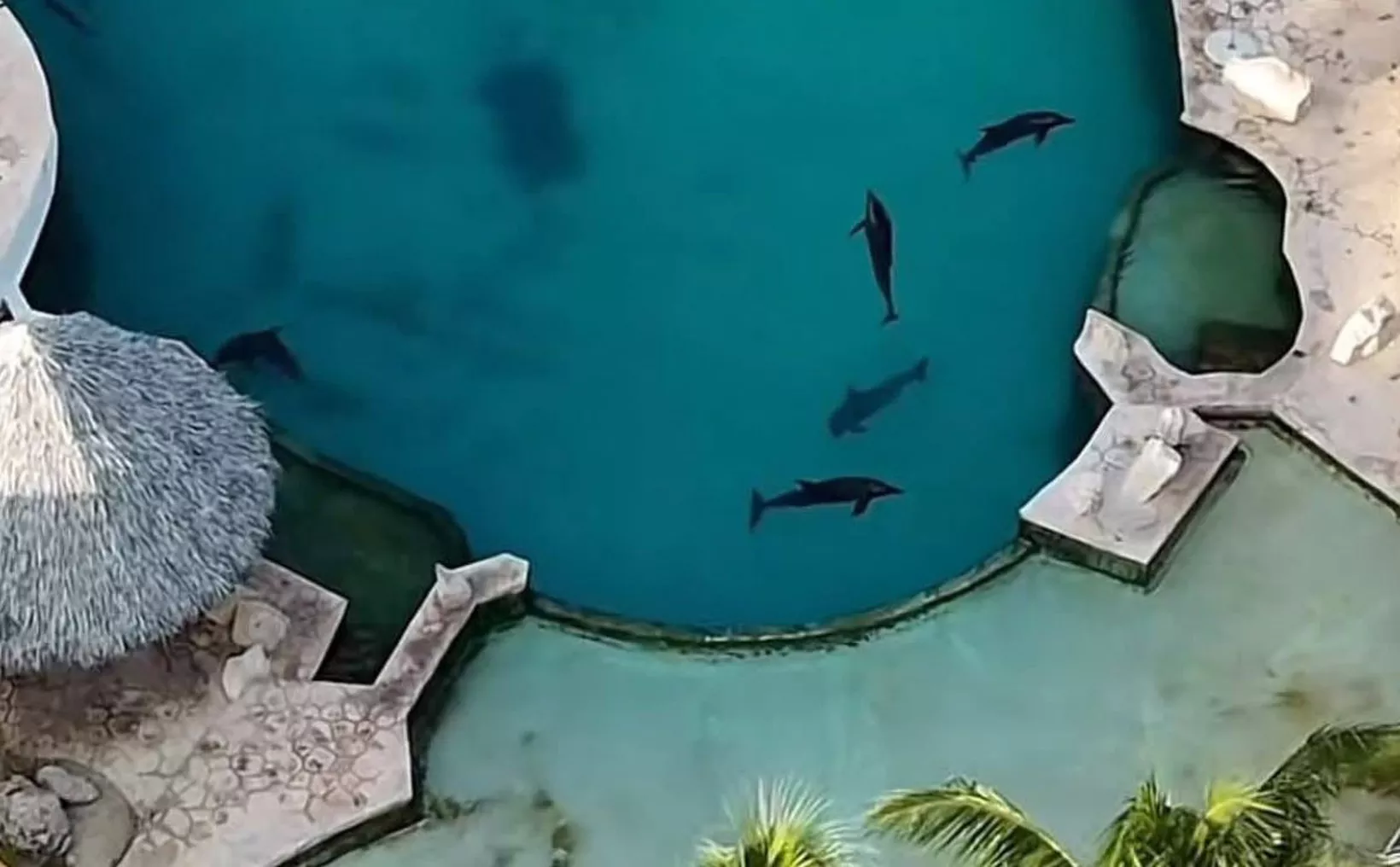 Aerial view showing abandoned dolphins in pools at Ventura Park in Cancún