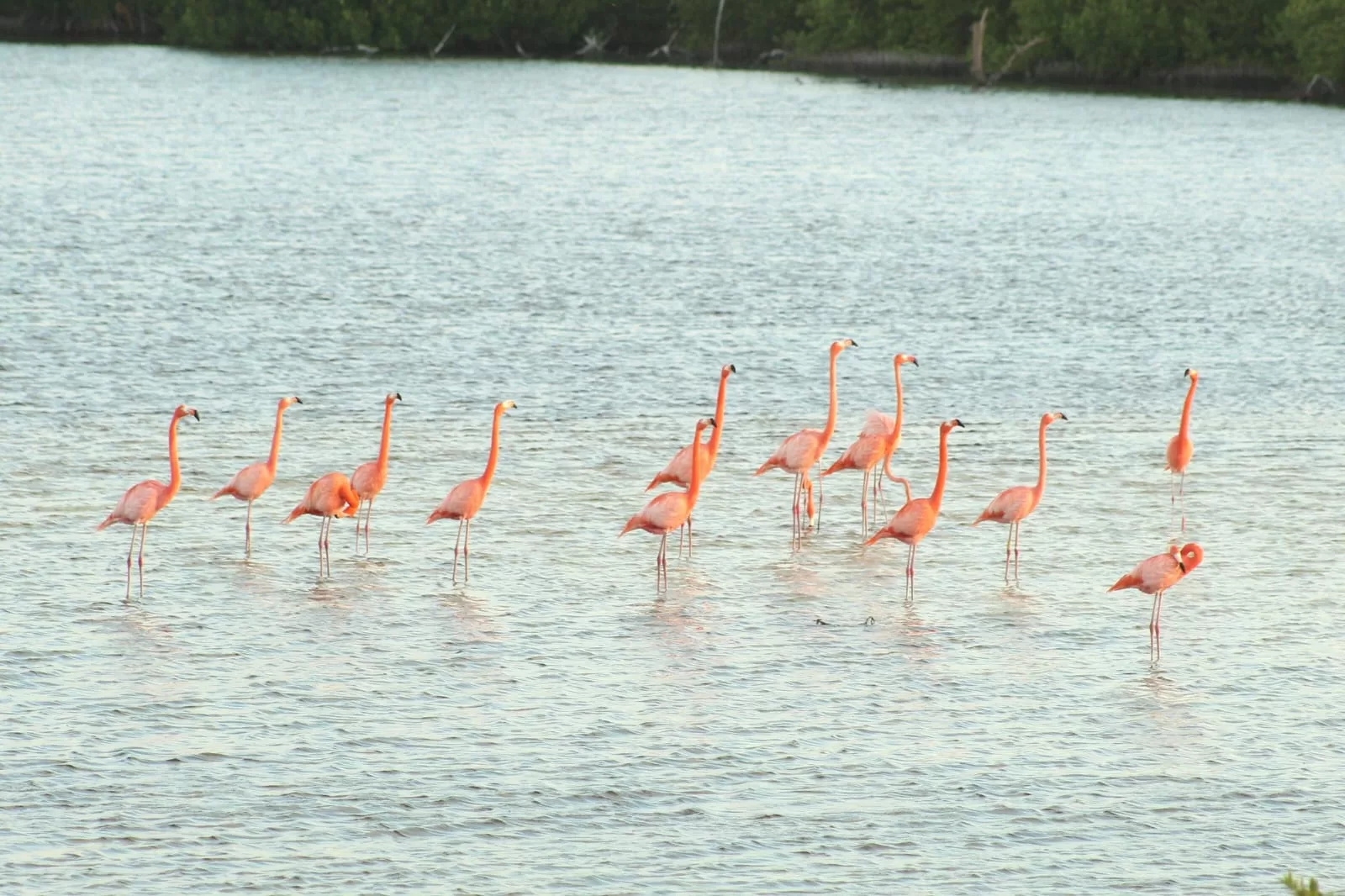 American Flamingos wading in the wetlands of Punta Sur Cozumel