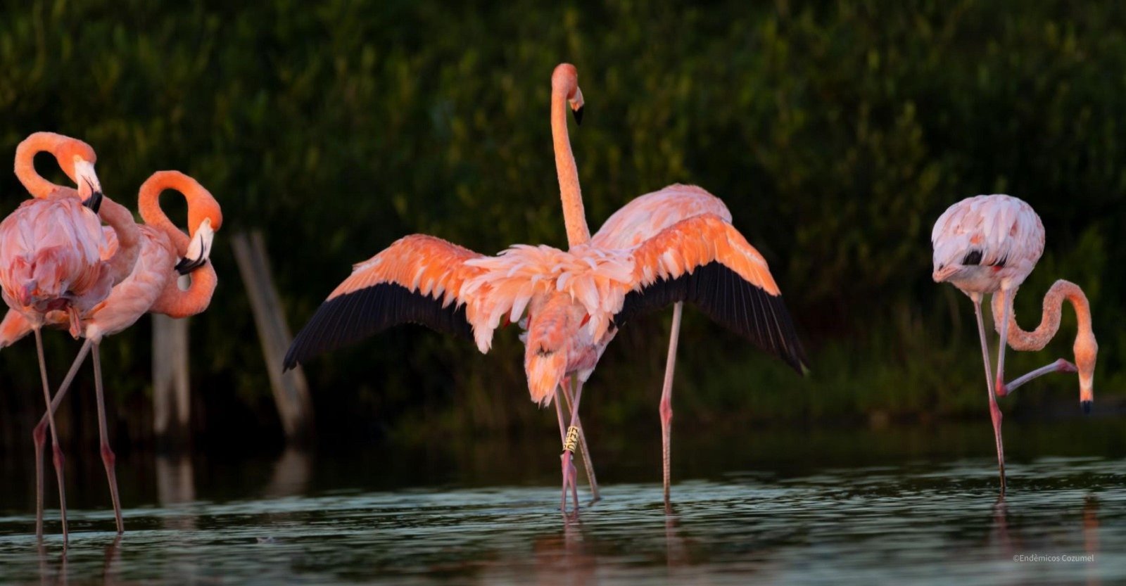 A banded pink flamingo observed at Punta Sur Ecotourism Park in Cozumel