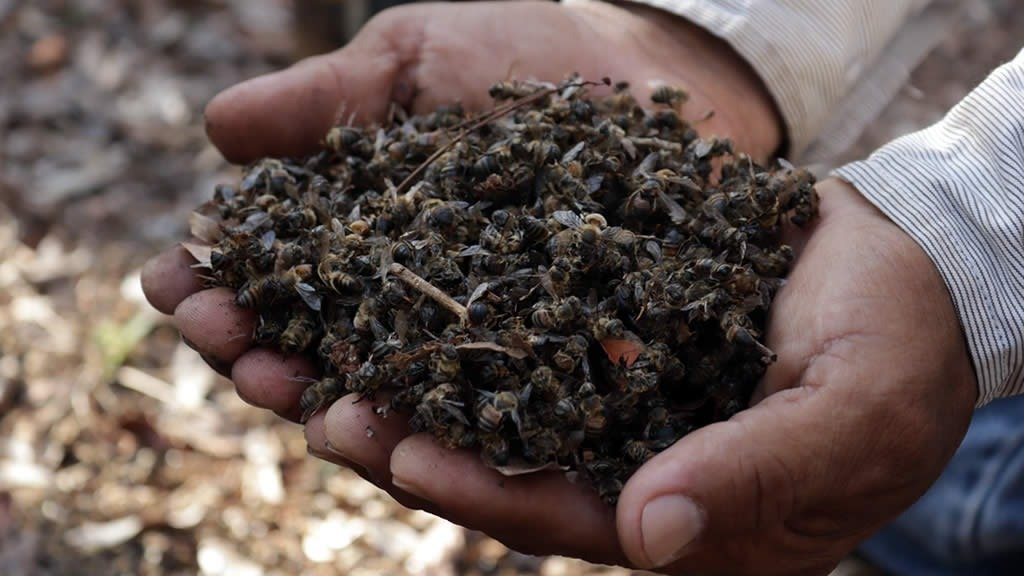 A beekeeper inspecting a hive in Mexico