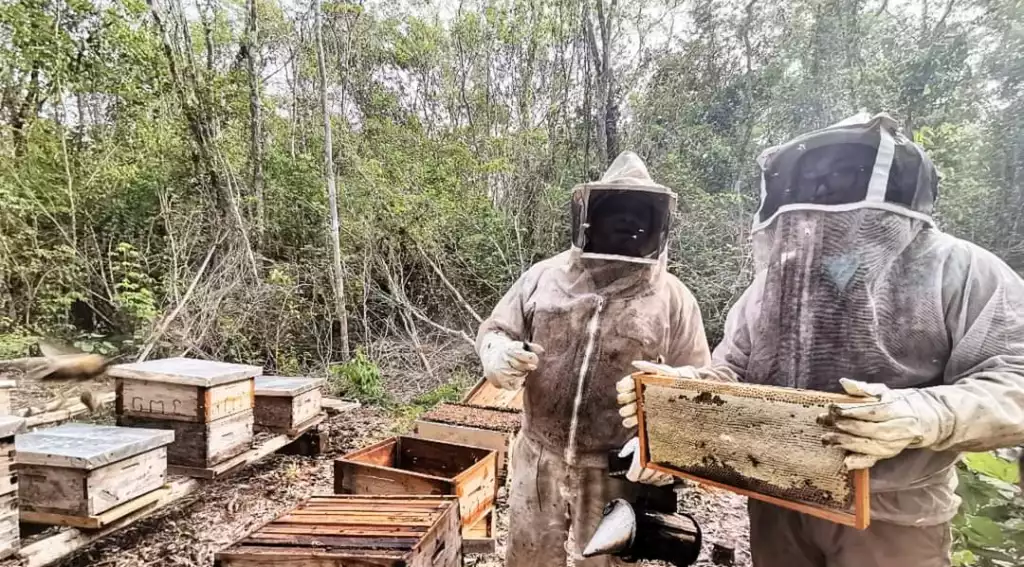 Beekeepers in the Tizimín region examining honeycombs