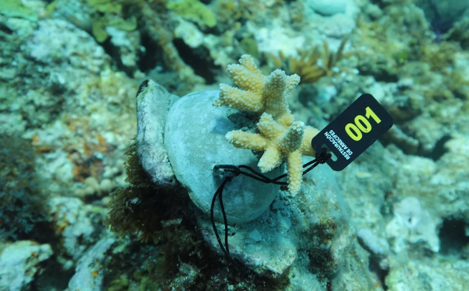Members of Brigade Centinelas del Arrecife working on coral restoration in the Mexican Caribbean