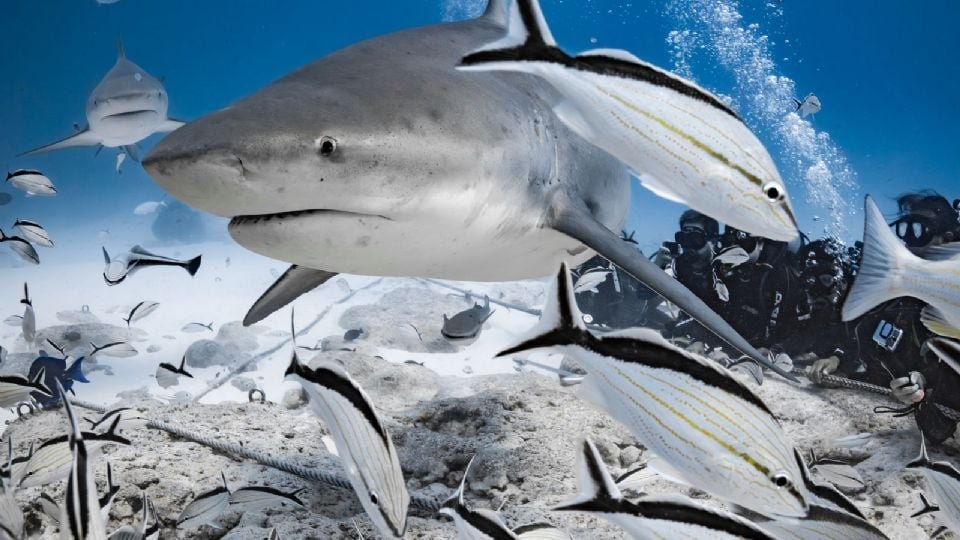 Tourists diving with bull sharks in Playa del Carmen