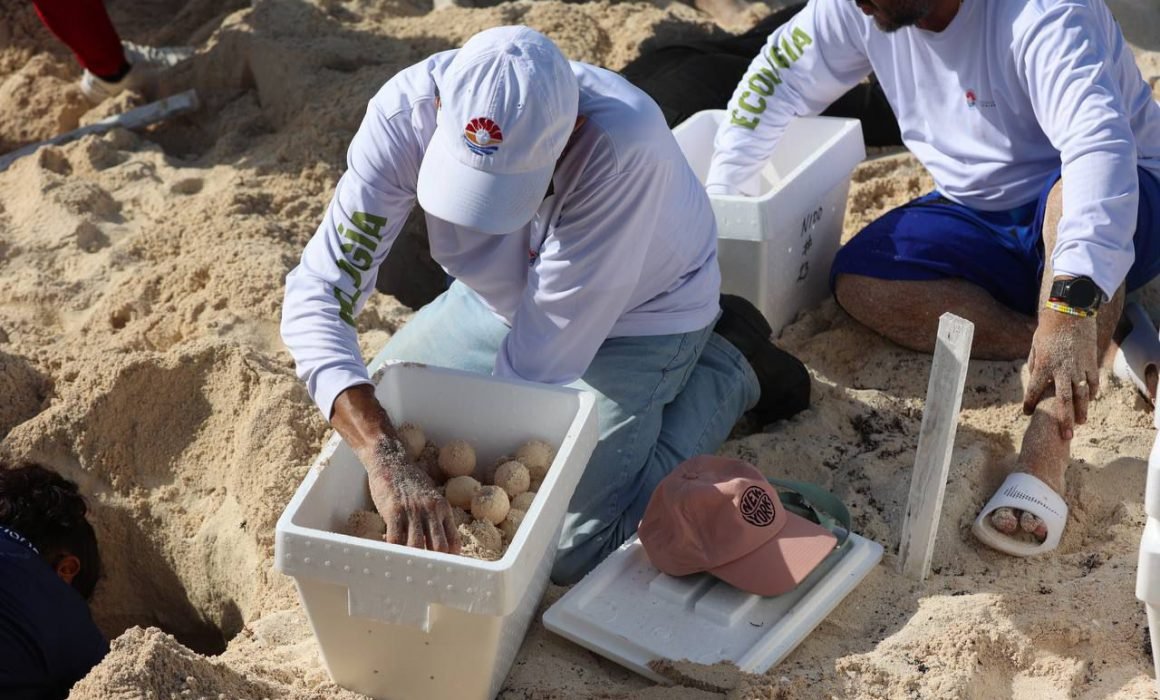 Sea turtle protection efforts on Cancún beach during 2025 season