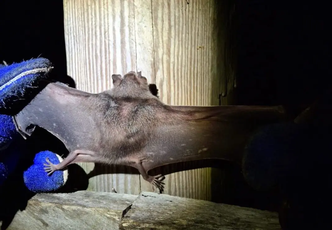 Cattle ranchers participating in rabies prevention campaign in Lázaro Cárdenas