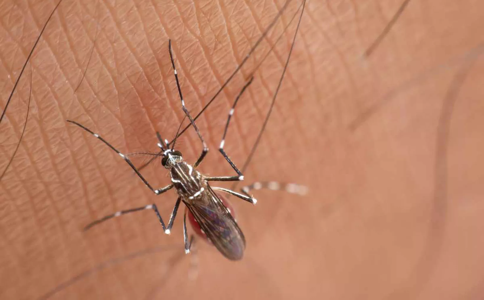 Health alert for chikungunya virus in Yucatán