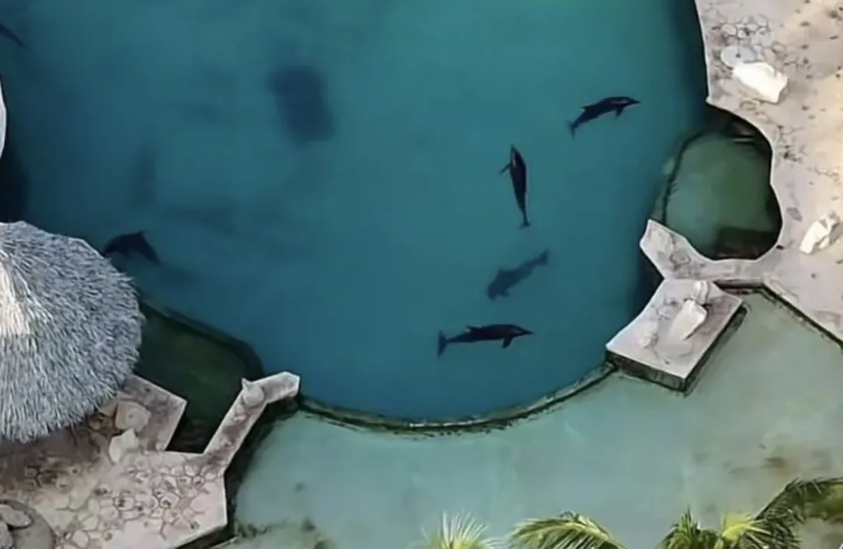 Dolphins swimming in a pool during an inspection at a closed water park in Cancún