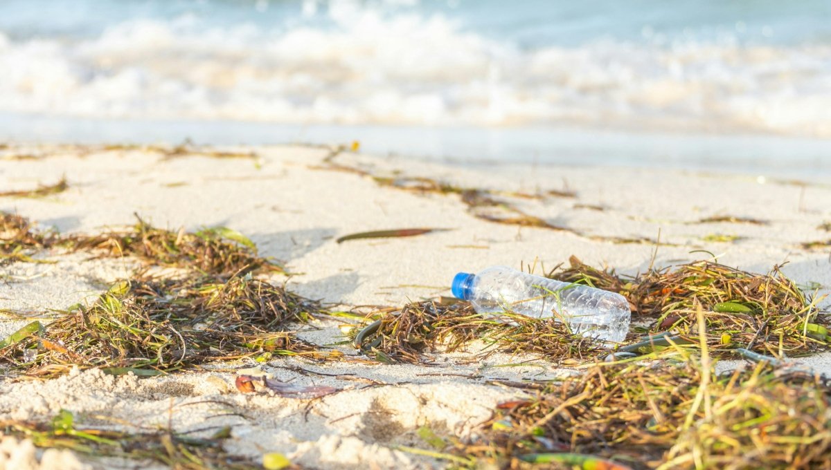 Volunteers participating in beach cleanup along Yucatán's coastline