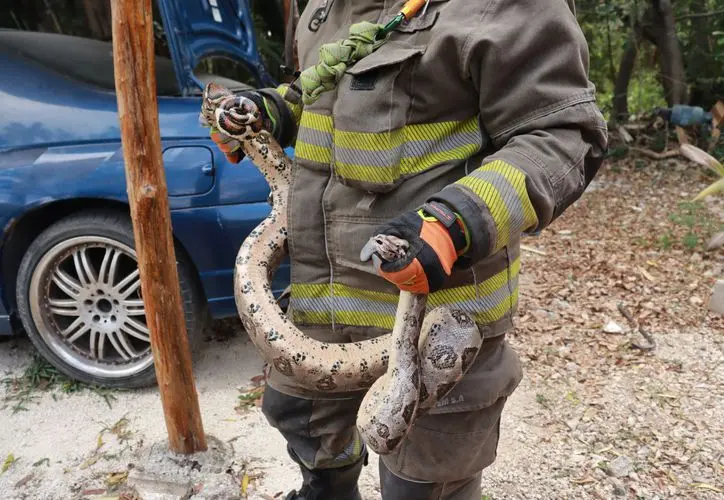 Firefighters conducting a wild animal rescue in a Cancún neighborhood