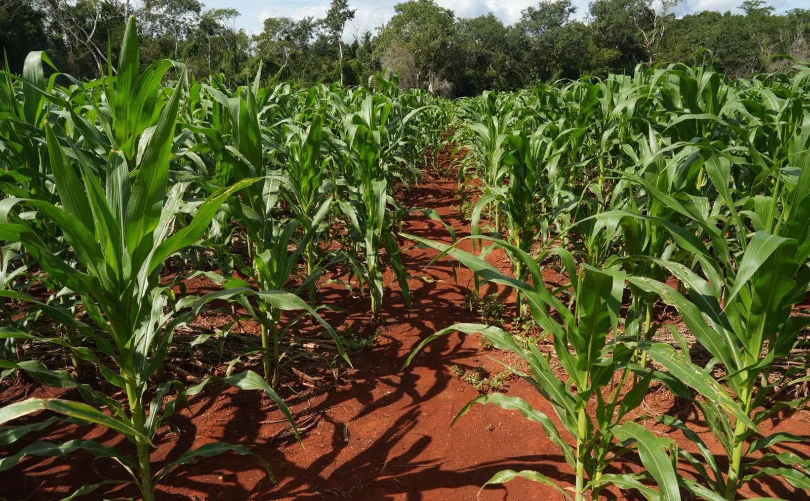 Harvest road construction in Quintana Roo