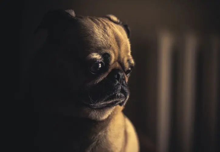 Photo showing illegal pet sales issue in Cancún