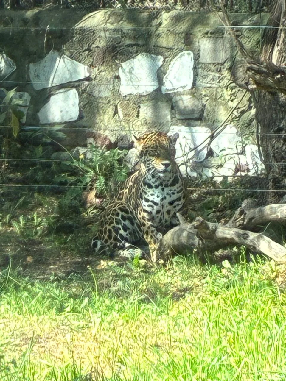 A jaguar in a conservation facility in Mexico