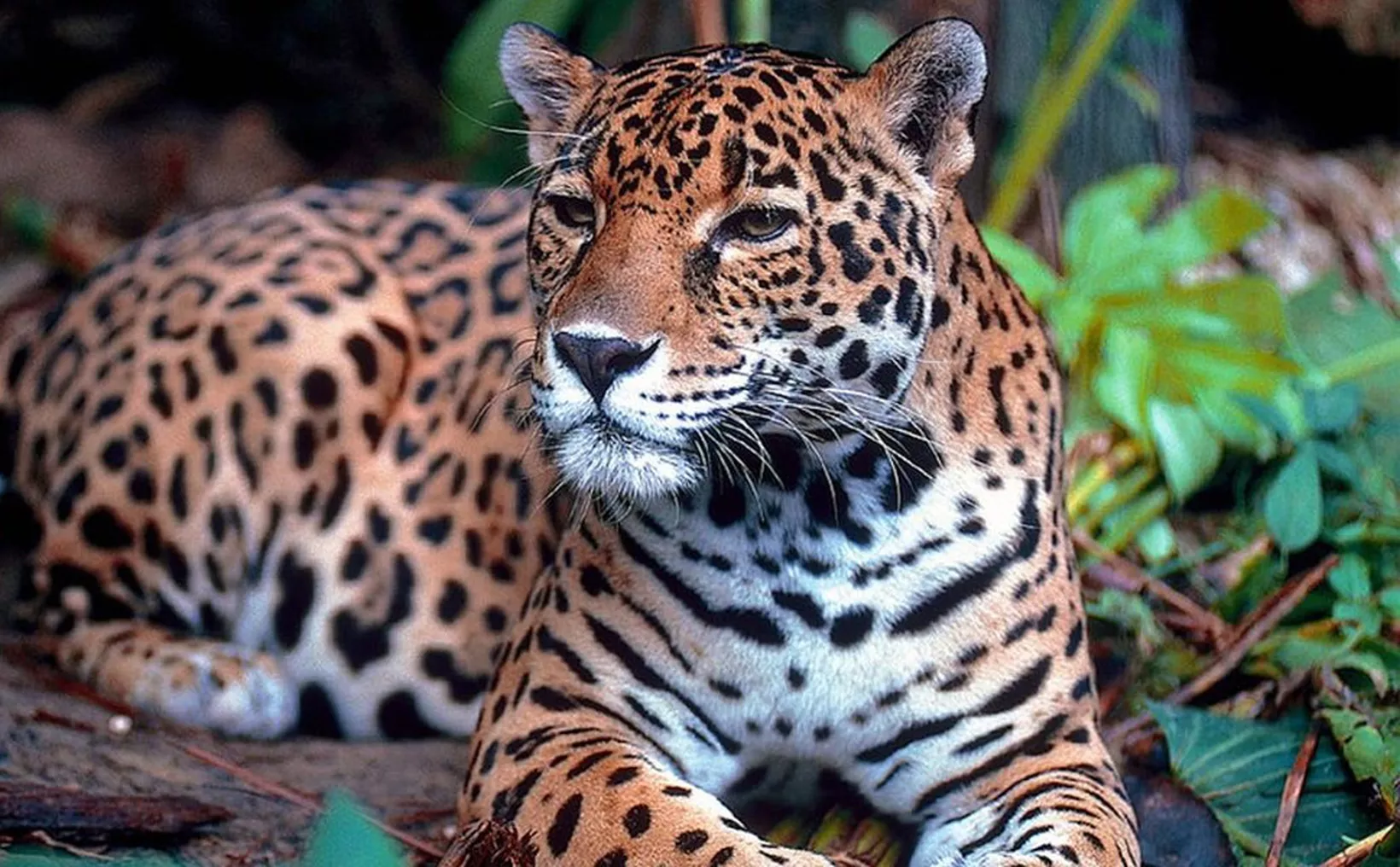 Photograph showing mammals at risk in the Yucatán Peninsula