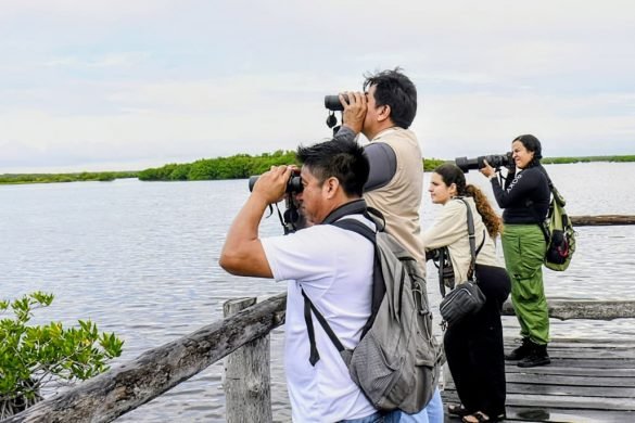 Community members observing wildlife during NaturaIsla activity at Punta Sur in Cozumel