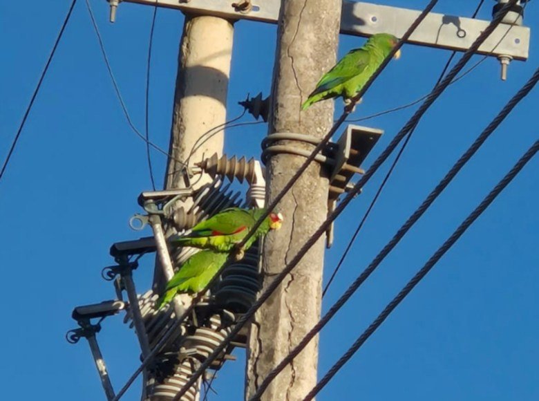 A monitoring project detected at least 8 species of parrots that have adapted to the urban environment of Mérida