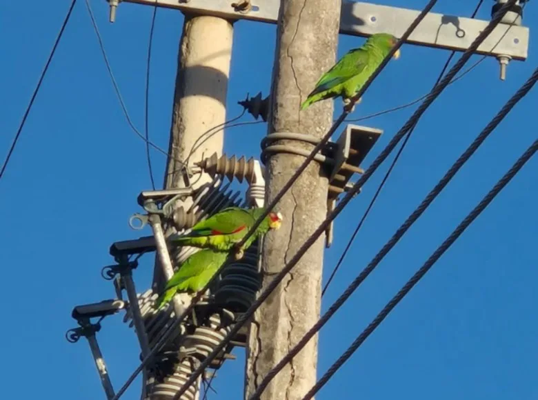 A monitoring project detected at least 8 species of parrots that have adapted to the urban environment of Mérida