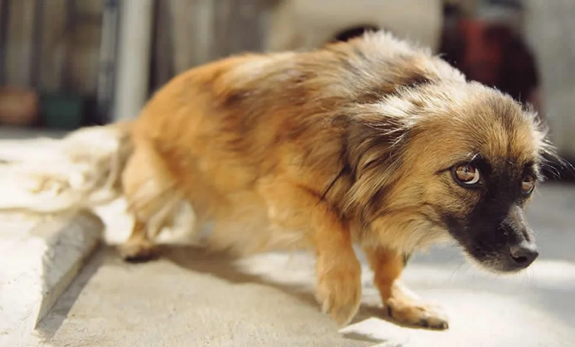 A dog looking anxious during fireworks season in Quintana Roo
