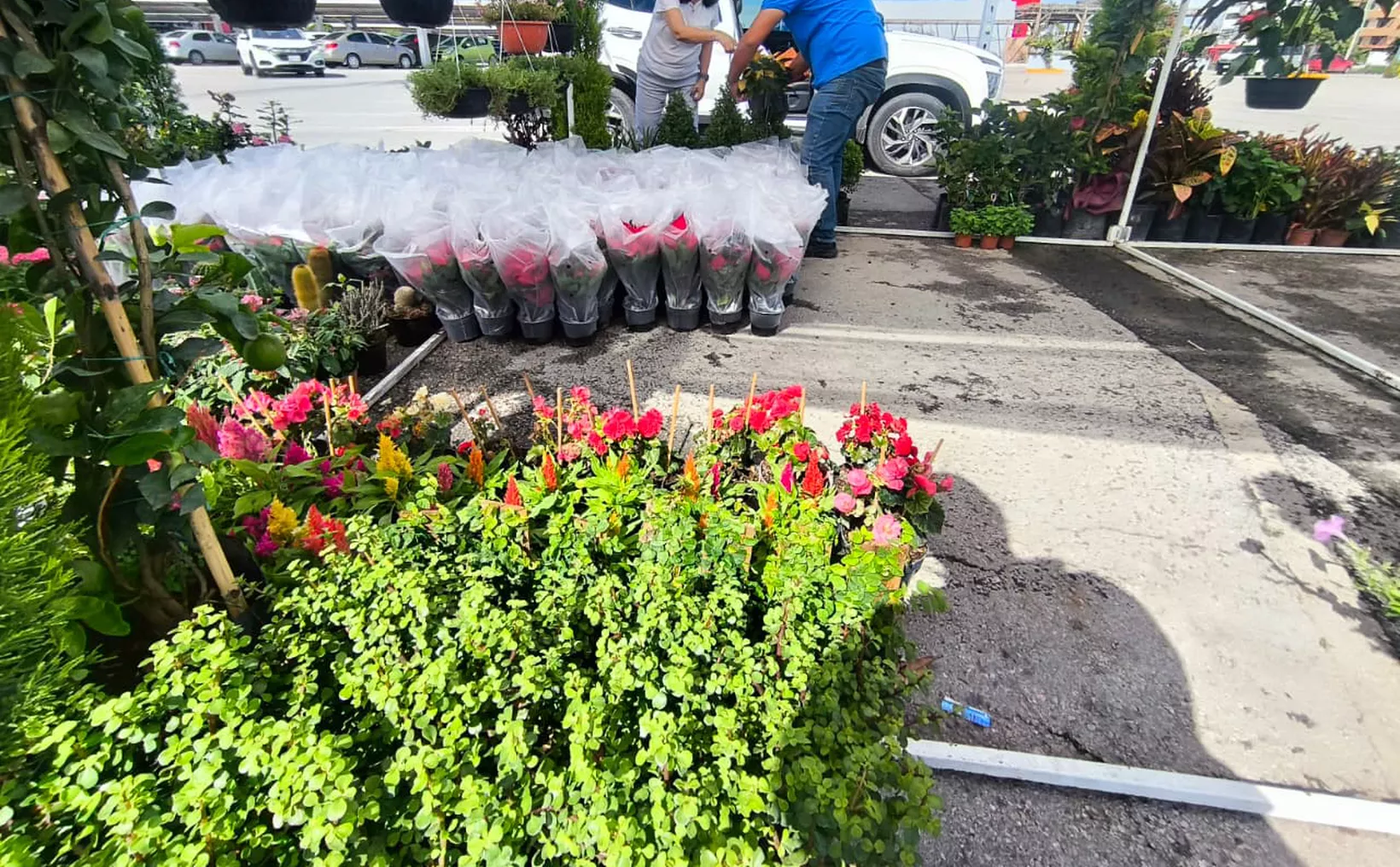 Plants displayed as Christmas gifts in Cancún with increased demand
