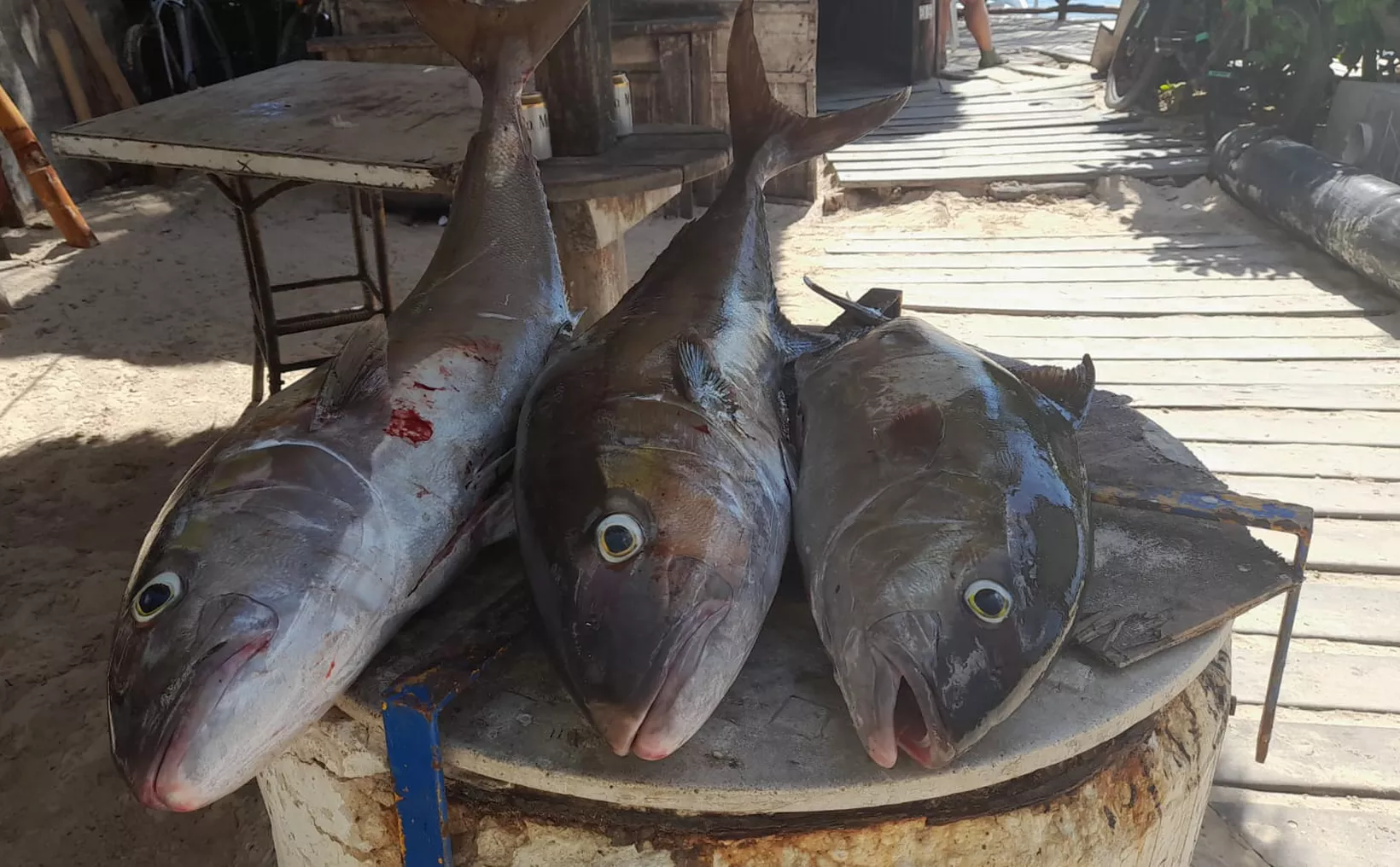 Fishing boats in Playa del Carmen at the end of the fishing season