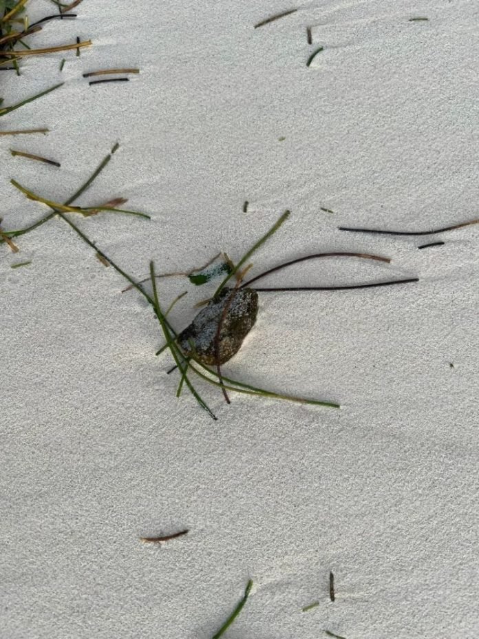 Contamination at Playa Langosta beach in Cancún