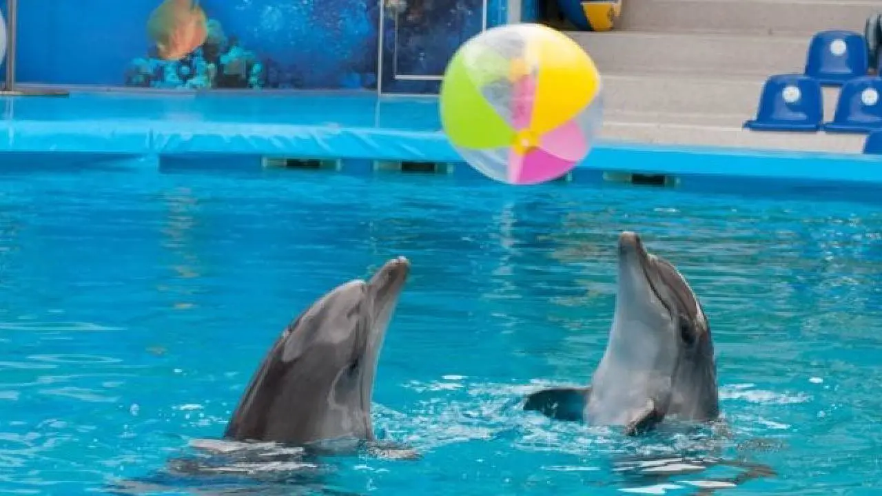 Quintana Roo Secretariat of Ecology and Environment in a working meeting for marine mammal protection