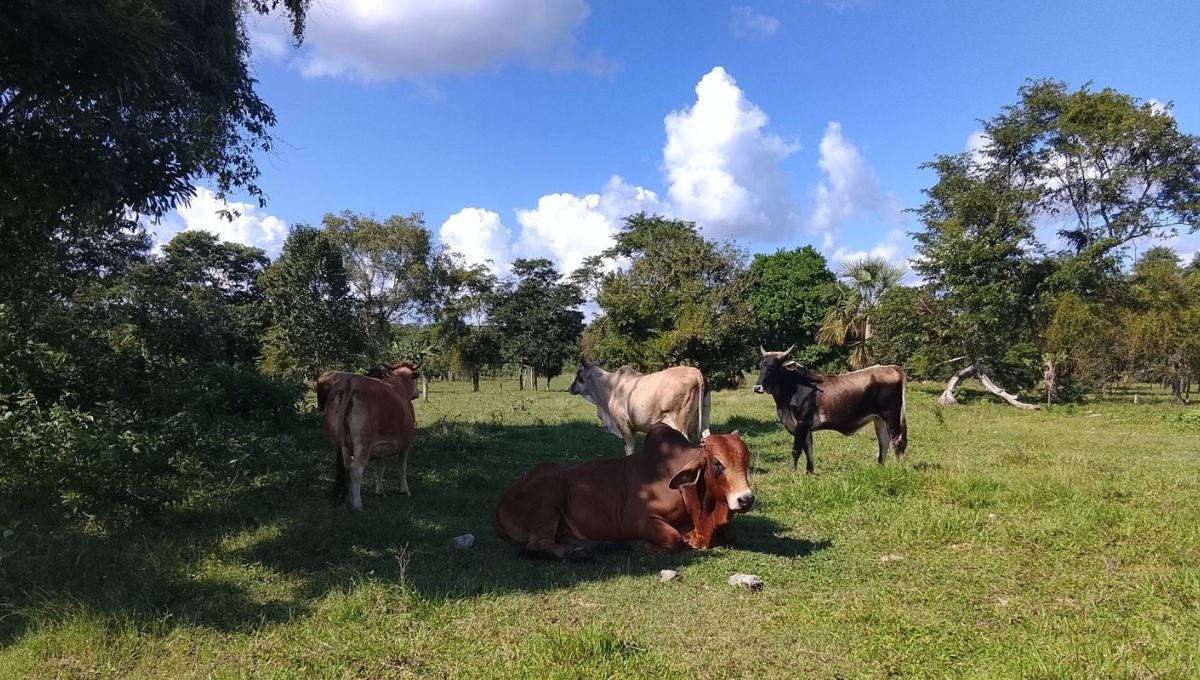 Map or graphic showing screwworm myiasis cases in Quintana Roo
