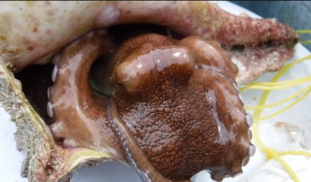 Red octopus catch in Campeche and Yucatán waters