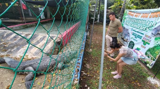 Life-sized model of prehistoric Sarcosuchus Imperator crocodile under construction
