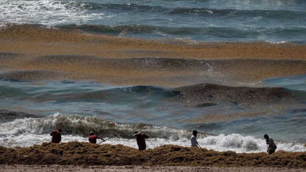Excessive sargassum seaweed covering beaches in Quintana Roo Mexico