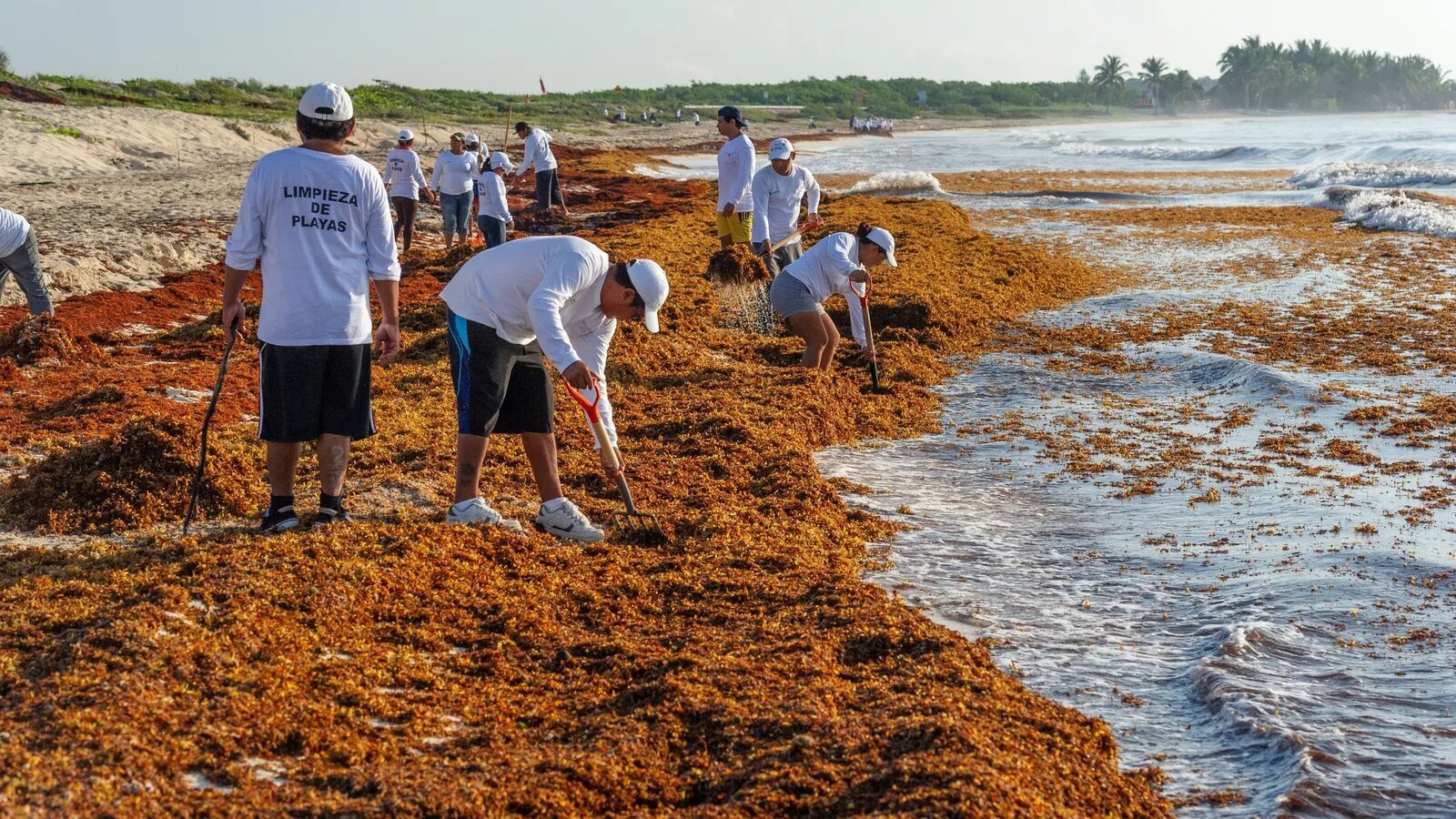 Sargassum accumulation on a Caribbean beach in Mexico