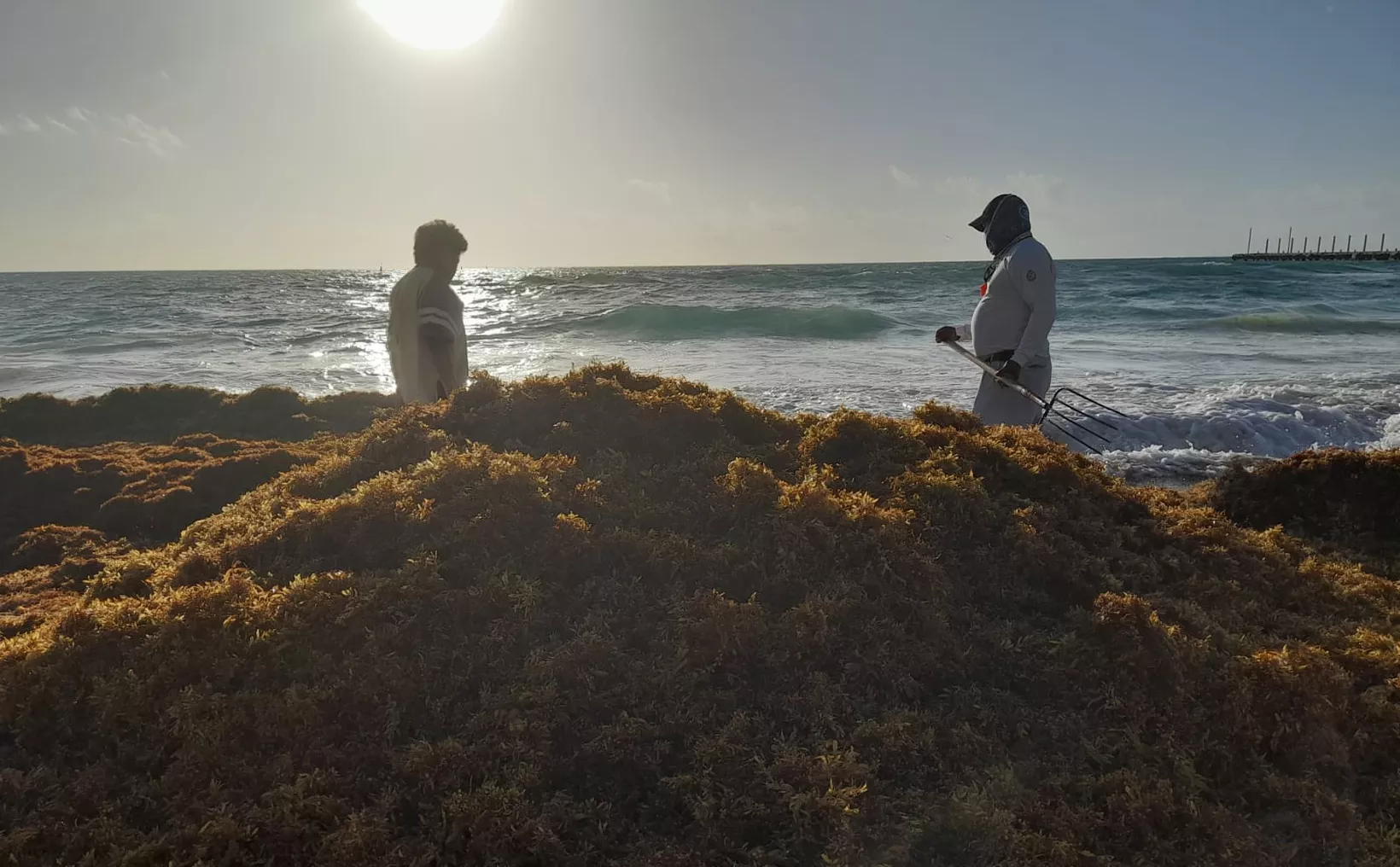 Sargassum seaweed accumulation on the beach in Playa del Carmen