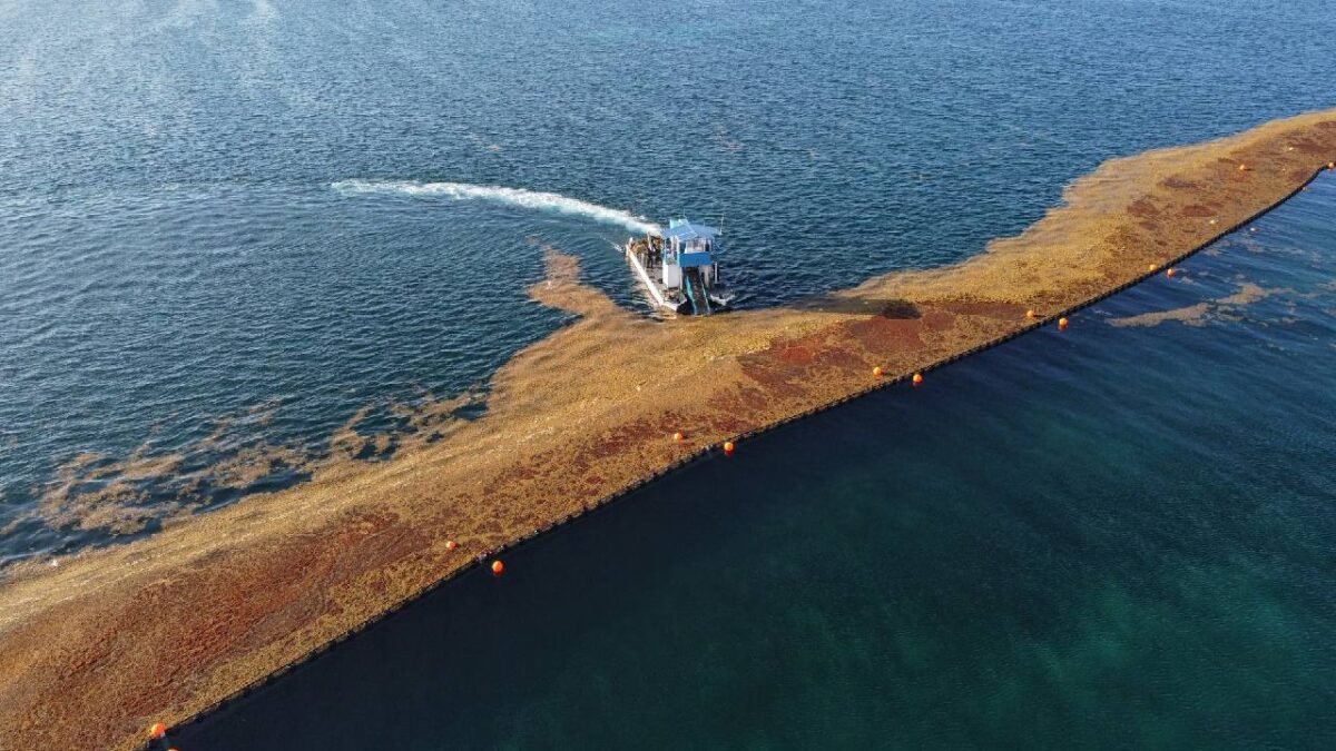 Sargassum cleanup operations on Quintana Roo beaches