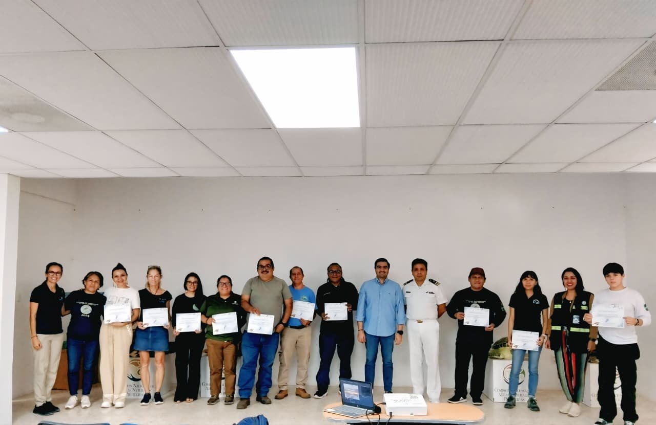 Sea turtle hatchlings being released on a beach in Tulum
