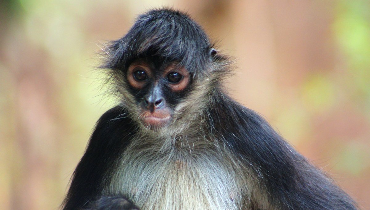 Spider monkey moving toward main plaza and inhabited areas in Xpanhatoro Yucatán