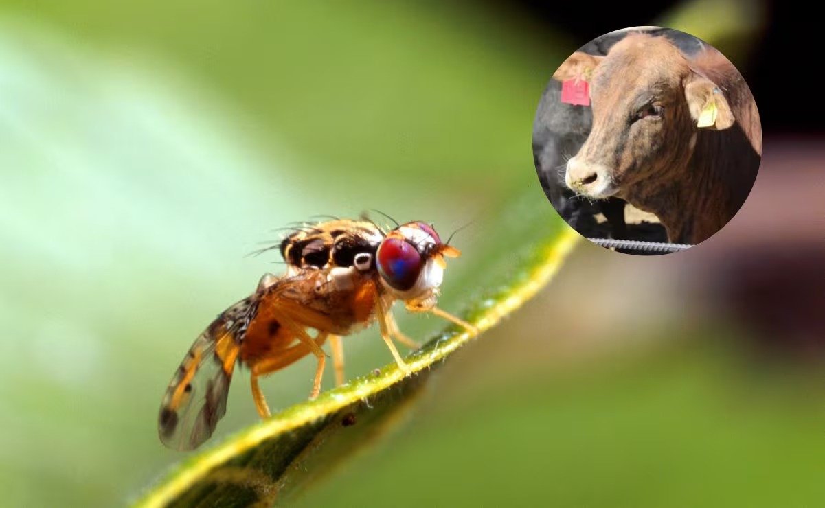 Construction site of sterile fly plant in Metapa de Domínguez Chiapas